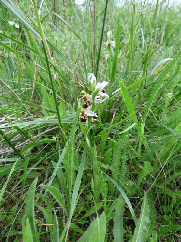 Ophrys apifera